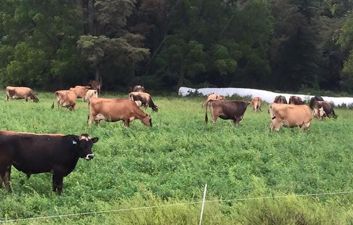 Healthy Grass Makes Healthy Cows Make Healthy Milk