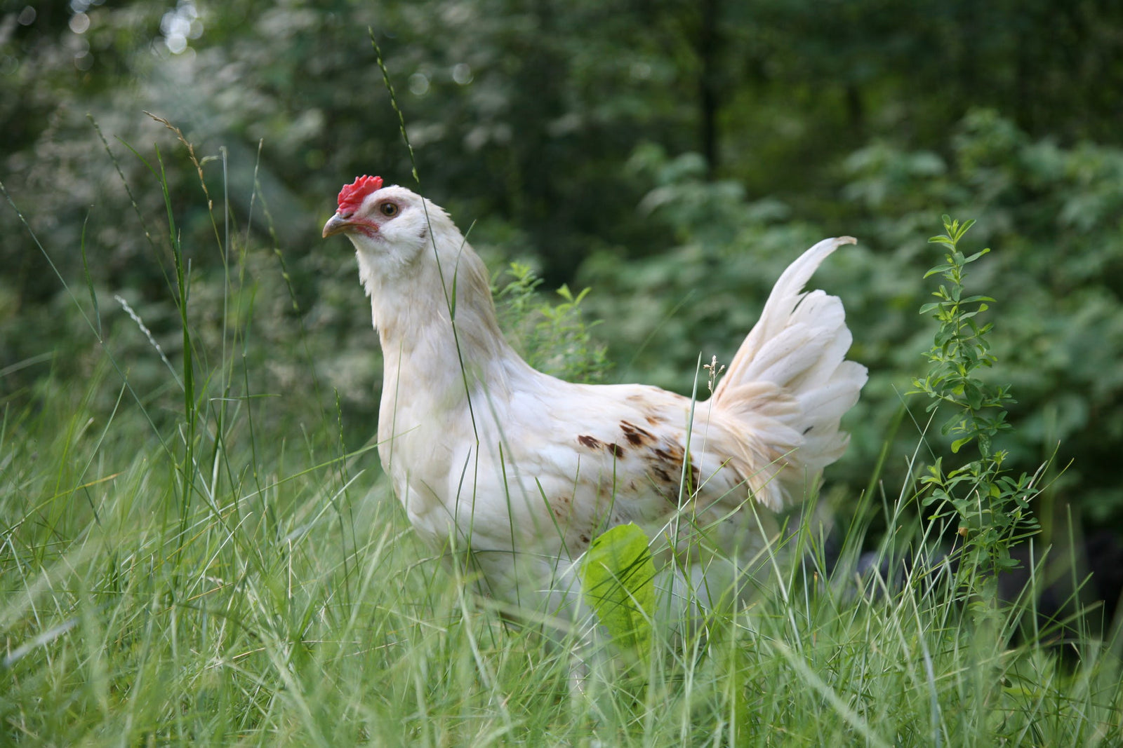 What's a whole fryer chicken?