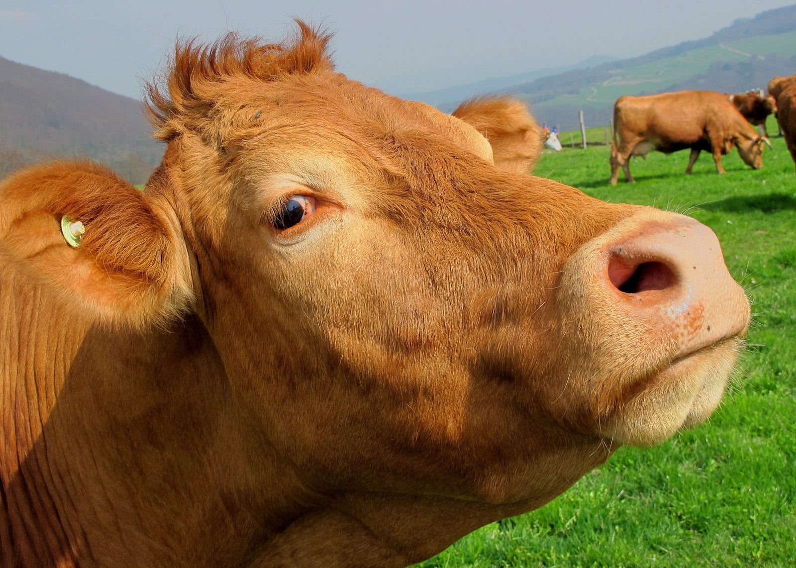 Cows Despise Hot Weather
