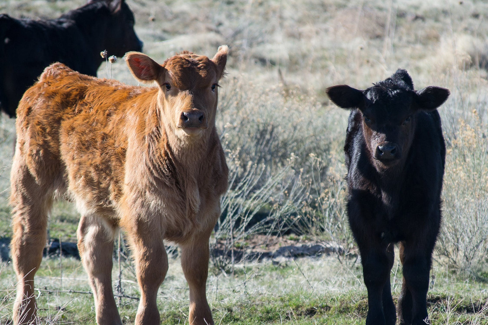 Our unique beef - the best of both breeds
