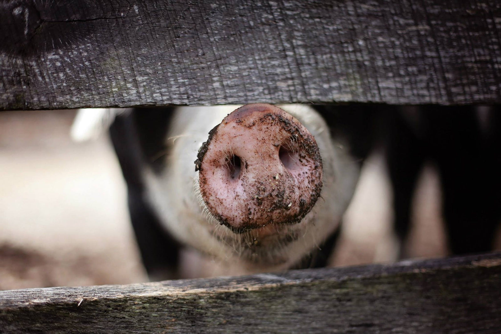 Why pigs are happy and healthy in the woods