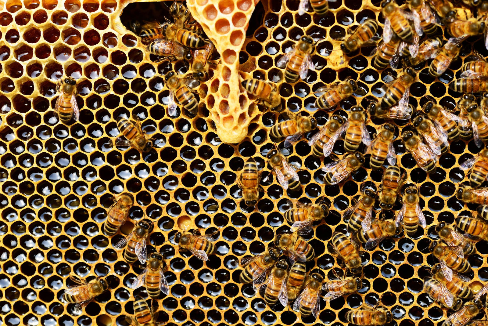 Is your honey adulterated, and how can you avoid it?