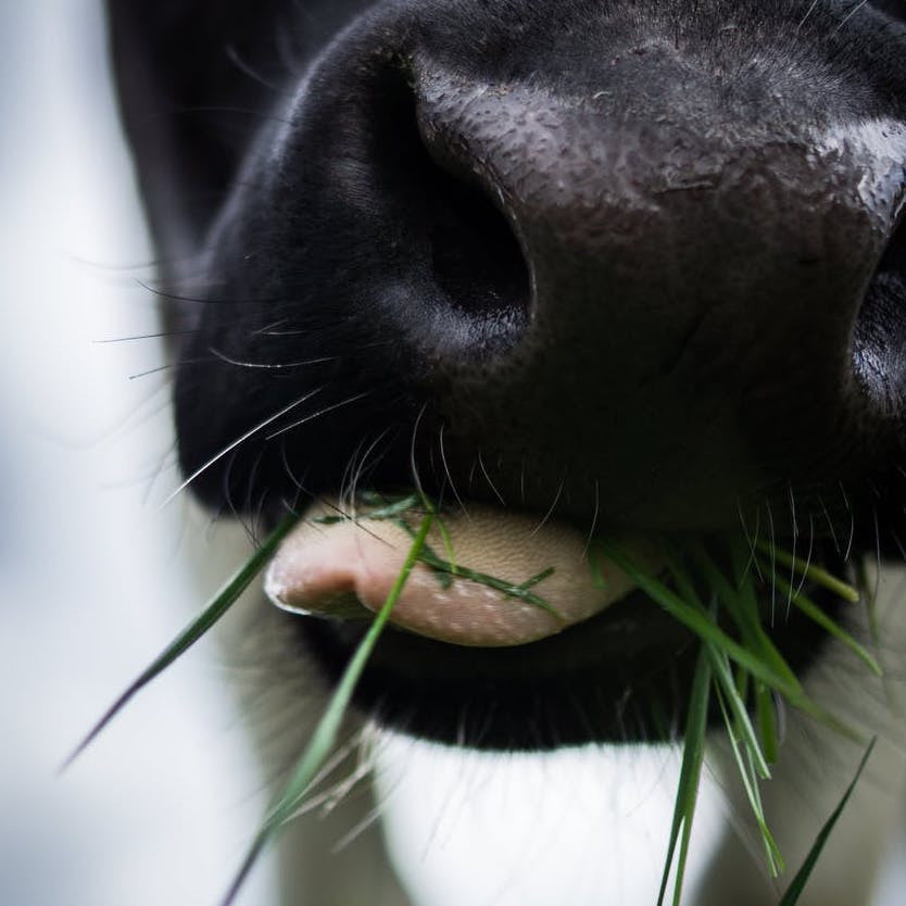 3 smart reasons to proudly drink grass-fed milk