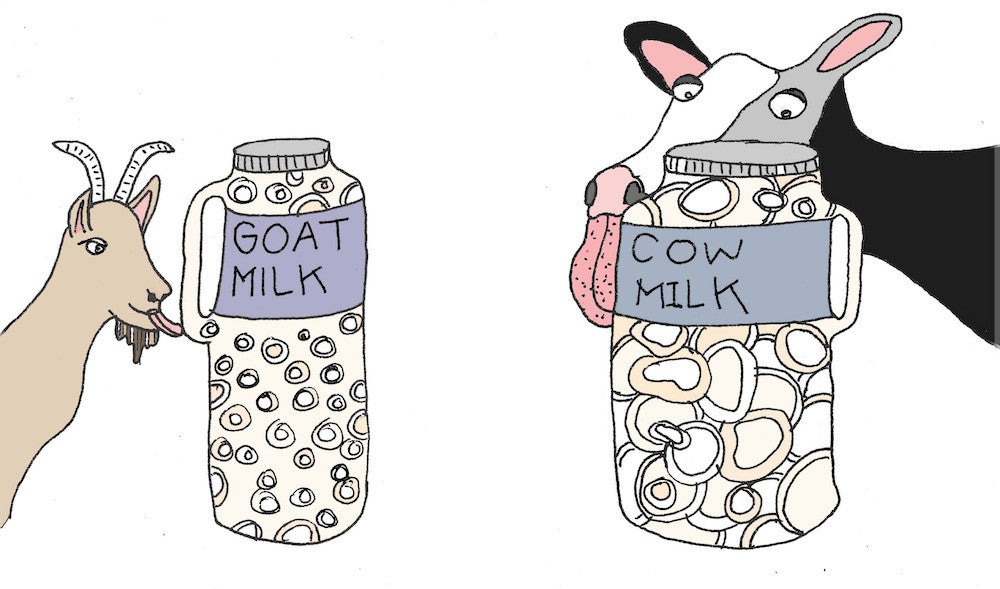 Why goat milk is superior to cow milk