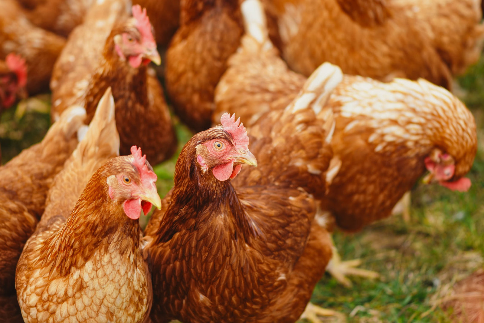 Benefits of feeding chickens soy-free feed