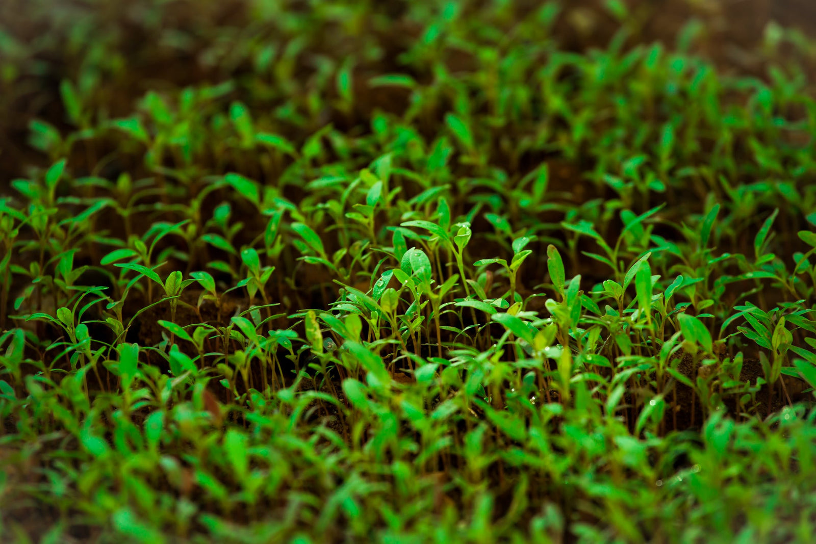Regenerative is a new farming buzzword. What does “regenerative” mean to our farmers?