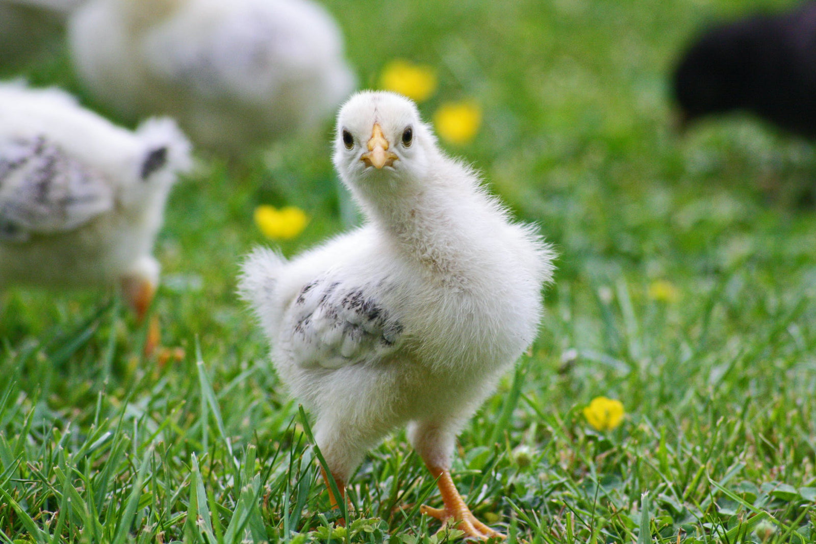 Is our chicken contributing to the risk for more pandemics?