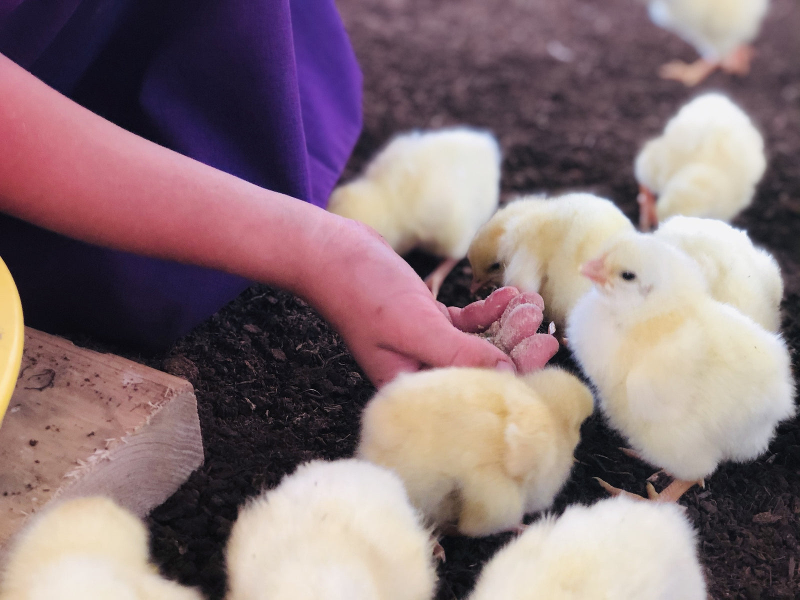 How old do you need to be to raise chickens?