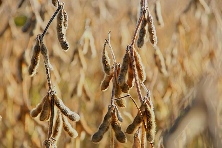 Soy free is more expensive… or is it?