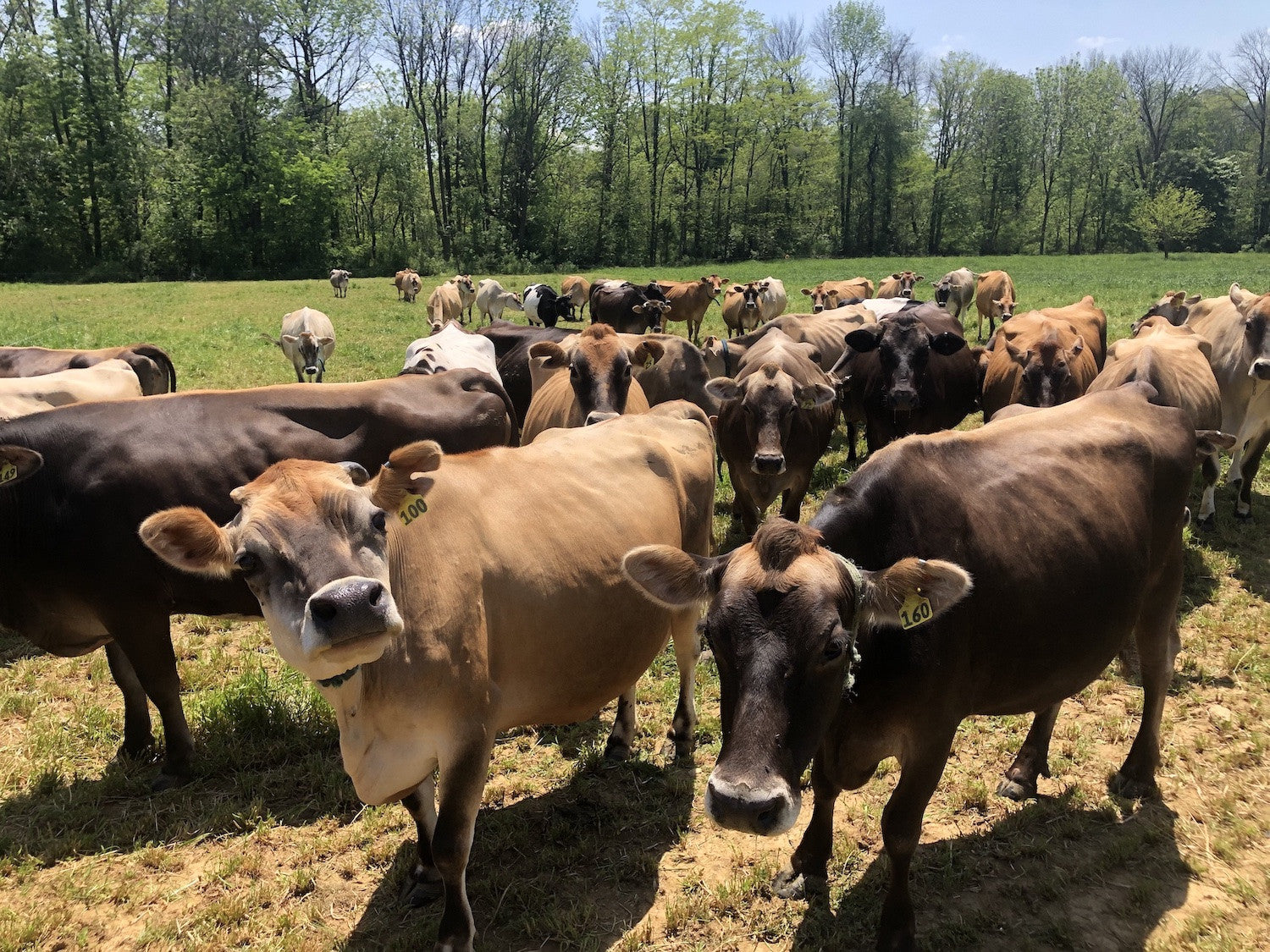 2 talks at Farm Day, and it's just 1 week away! Raw milk legal stuff and natural challenges.