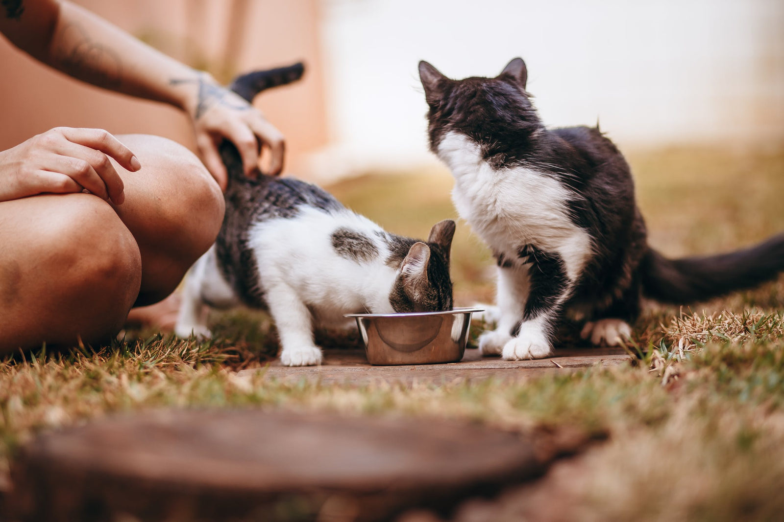 Fermented raw A2/A2 milk can boost your pet's health. Here's 7 reasons why!