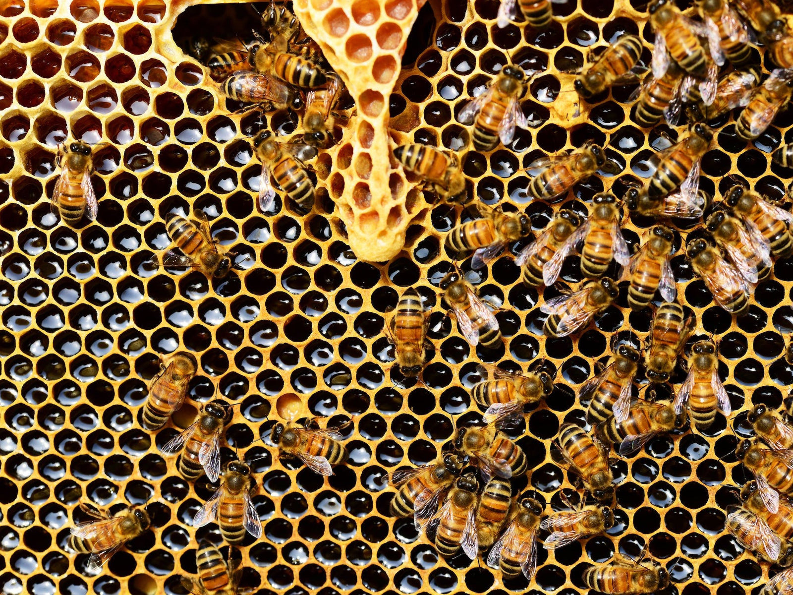 How raw local honey can help curb seasonal allergies.
