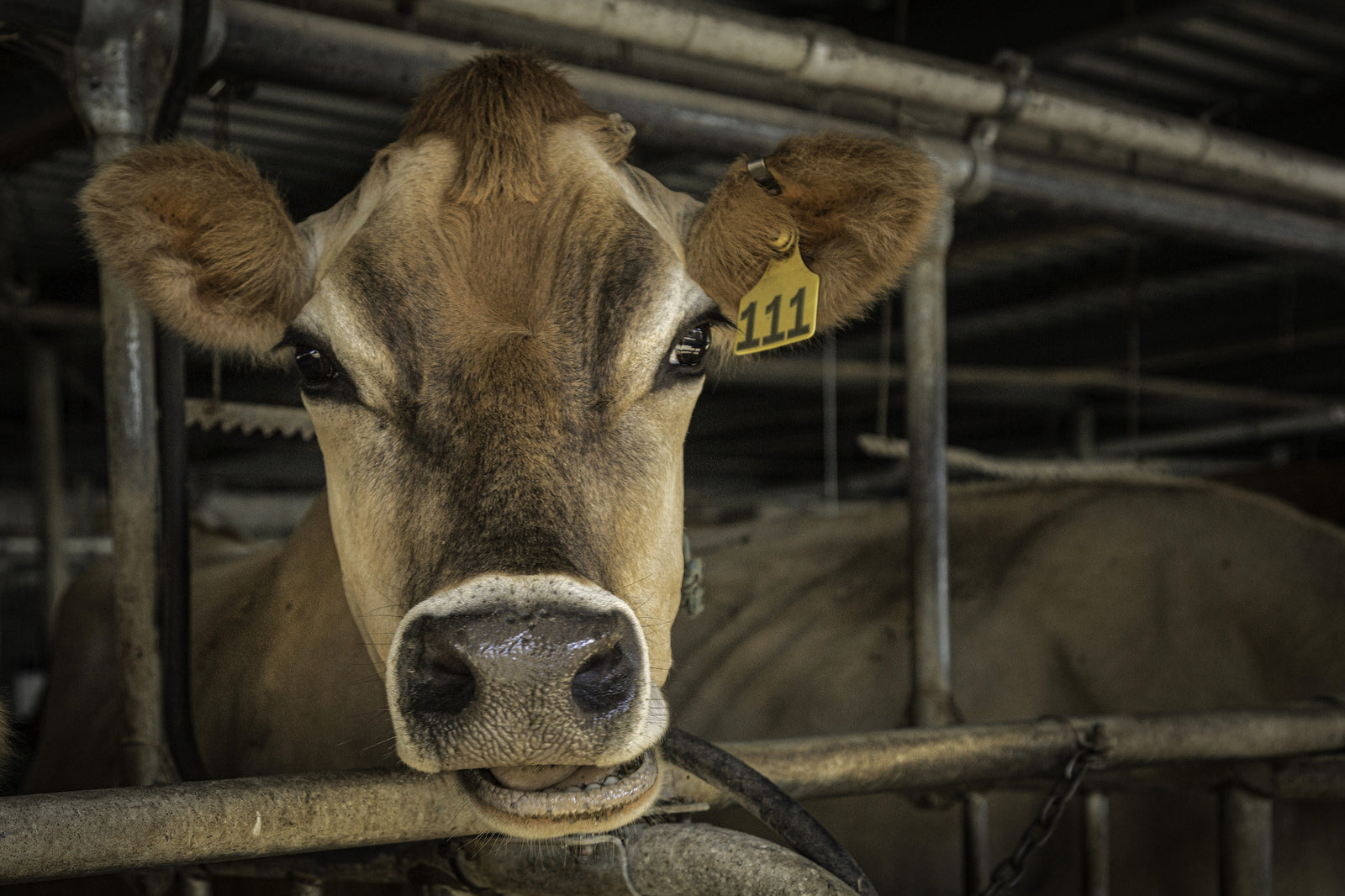 Myths about A2/A2 milk uncovered. Here's what you need to know.