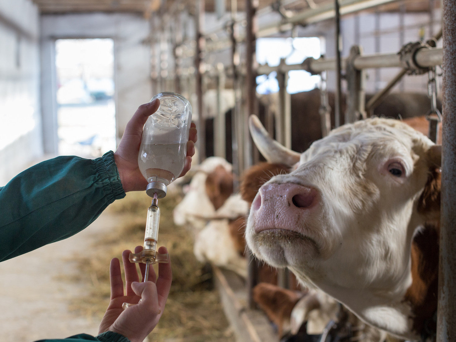 No mRNA vaccines for our animals. What livestock vaccines are required anyway?