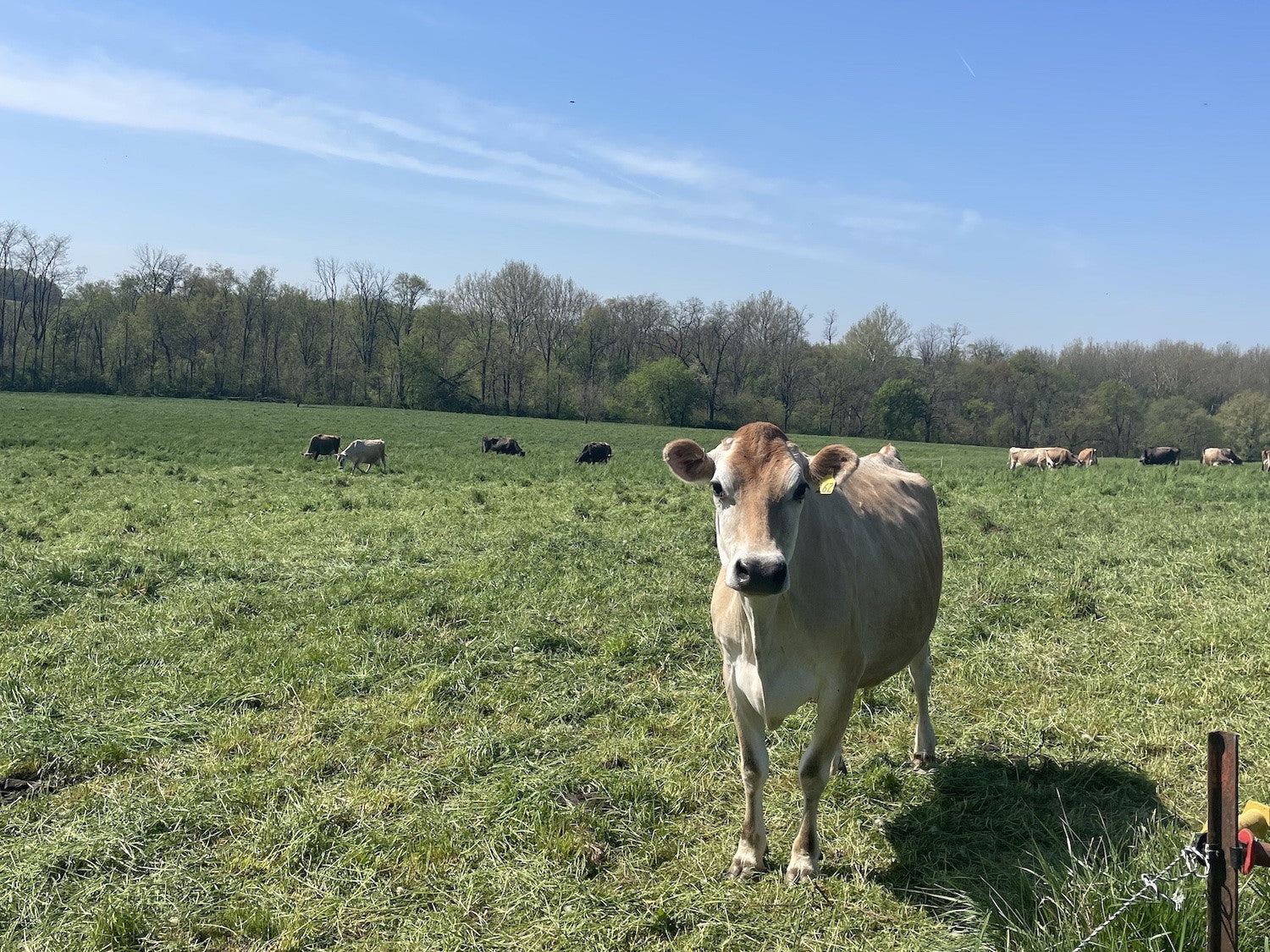 Why spring grass milk is the most healthy, creamy, yellow, and delicious.