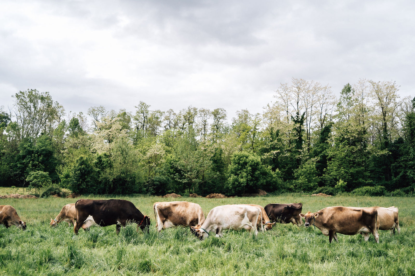 Methane from certain cows is a threat, not cows raised on good soil.