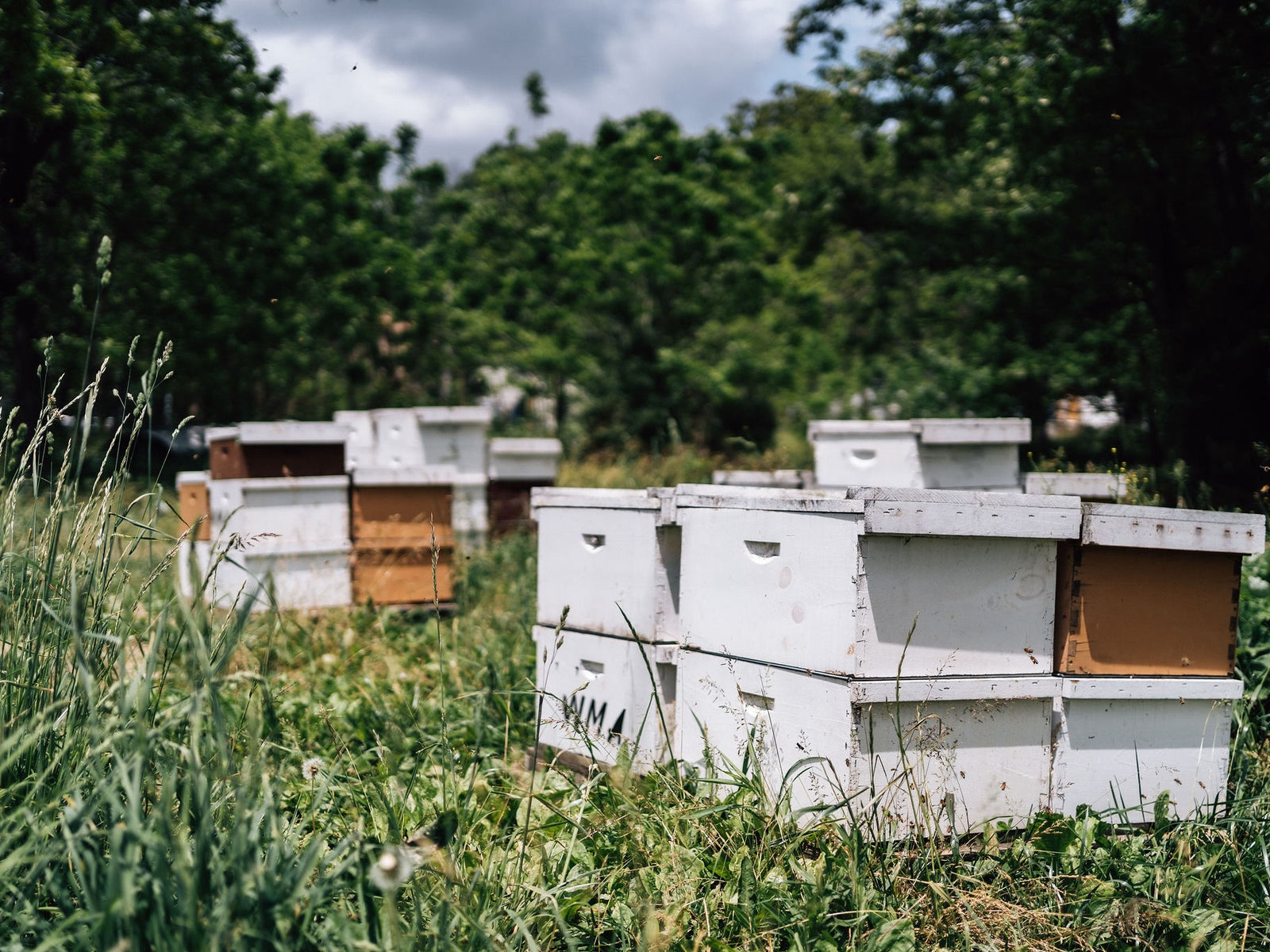 Natural Beekeeping: How Welsh Mountain Apiaries Combats Mite Threats