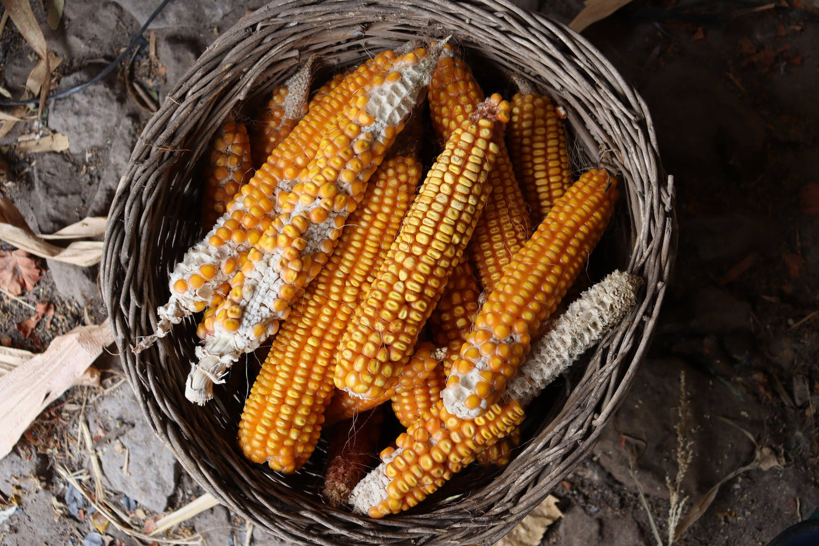 Celebrating the Heritage of Corn on National Popcorn Lovers Day