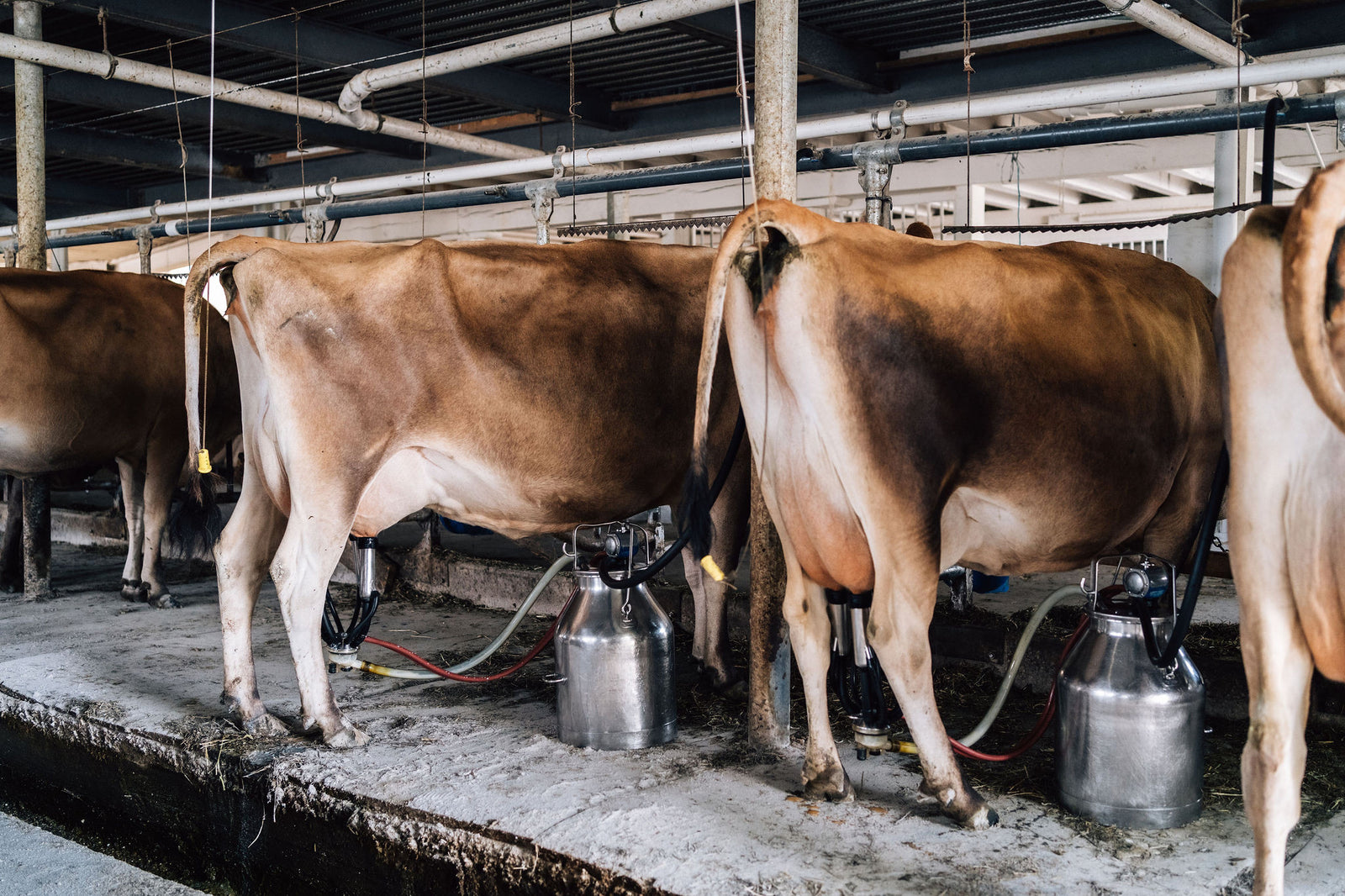 Why does our raw milk last longer than most? It's our cleanliness and safety standards.