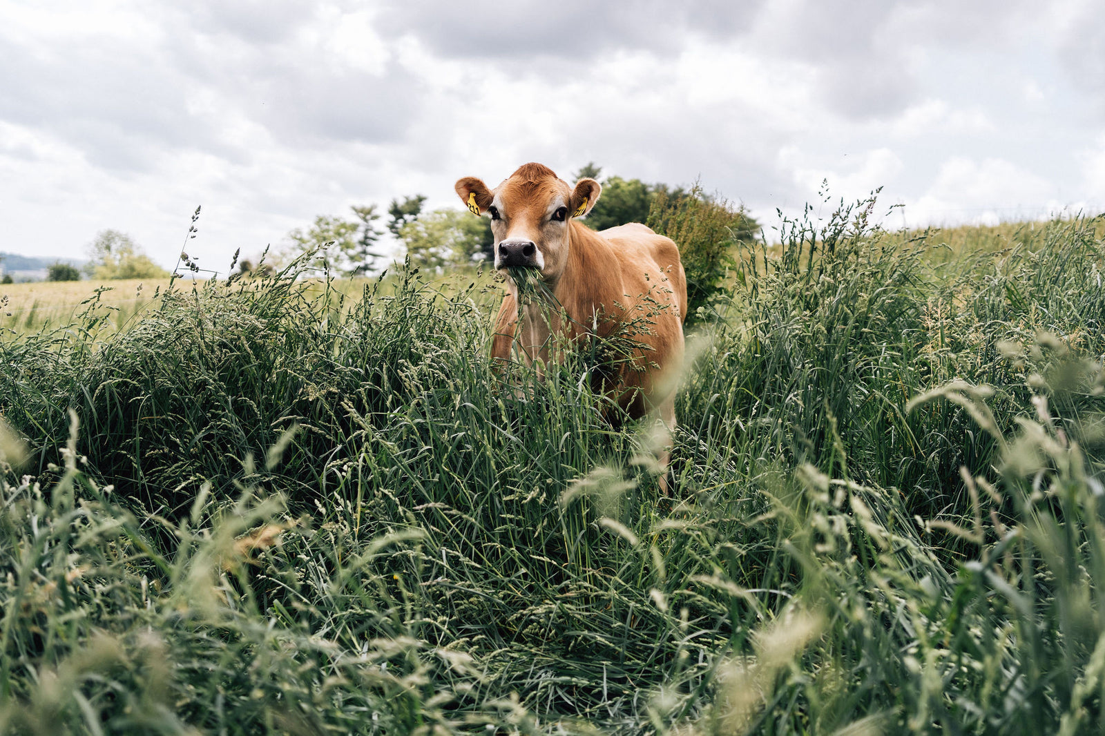 It's really not "grass" fed... here's the amazing (and somewhat icky) truth.