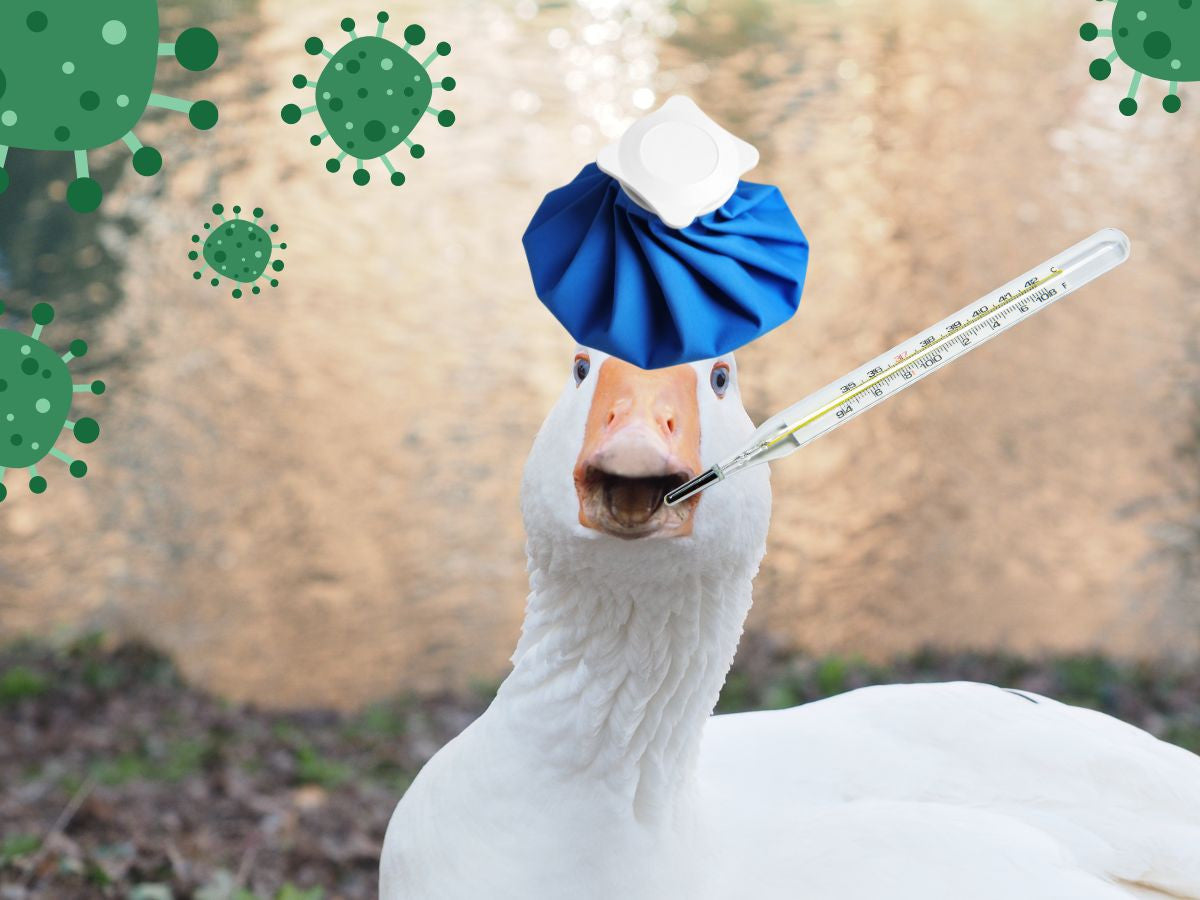 Bird Flu. What's going on? Should milk drinkers be worried?