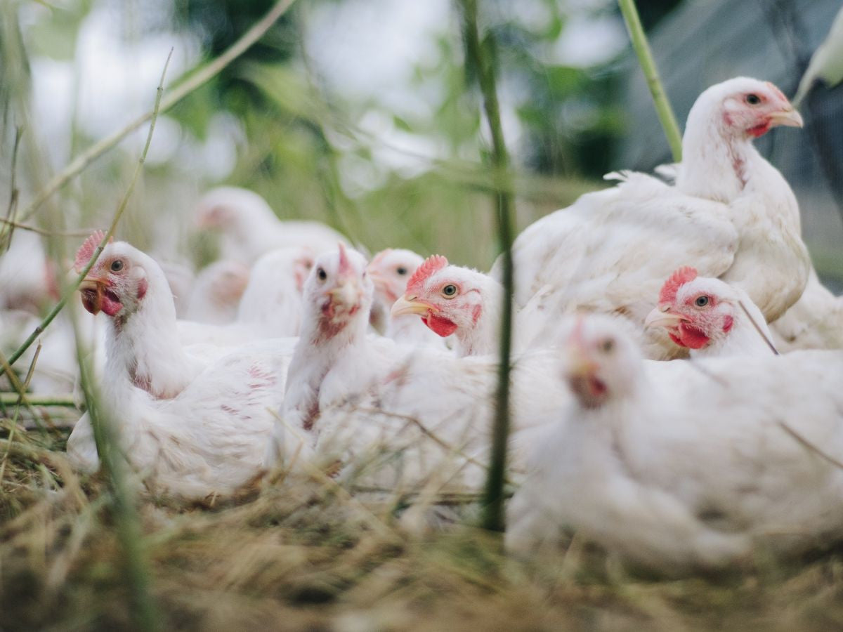 How and why our corn & soy free chicken has a perfect 1:1 omega 6/3 ratio!