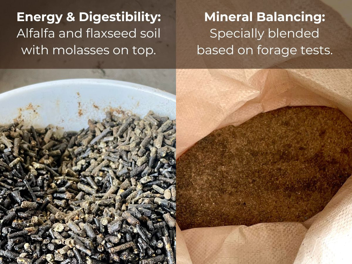 Supplements our dairy cows get for the best possible health and nutrition