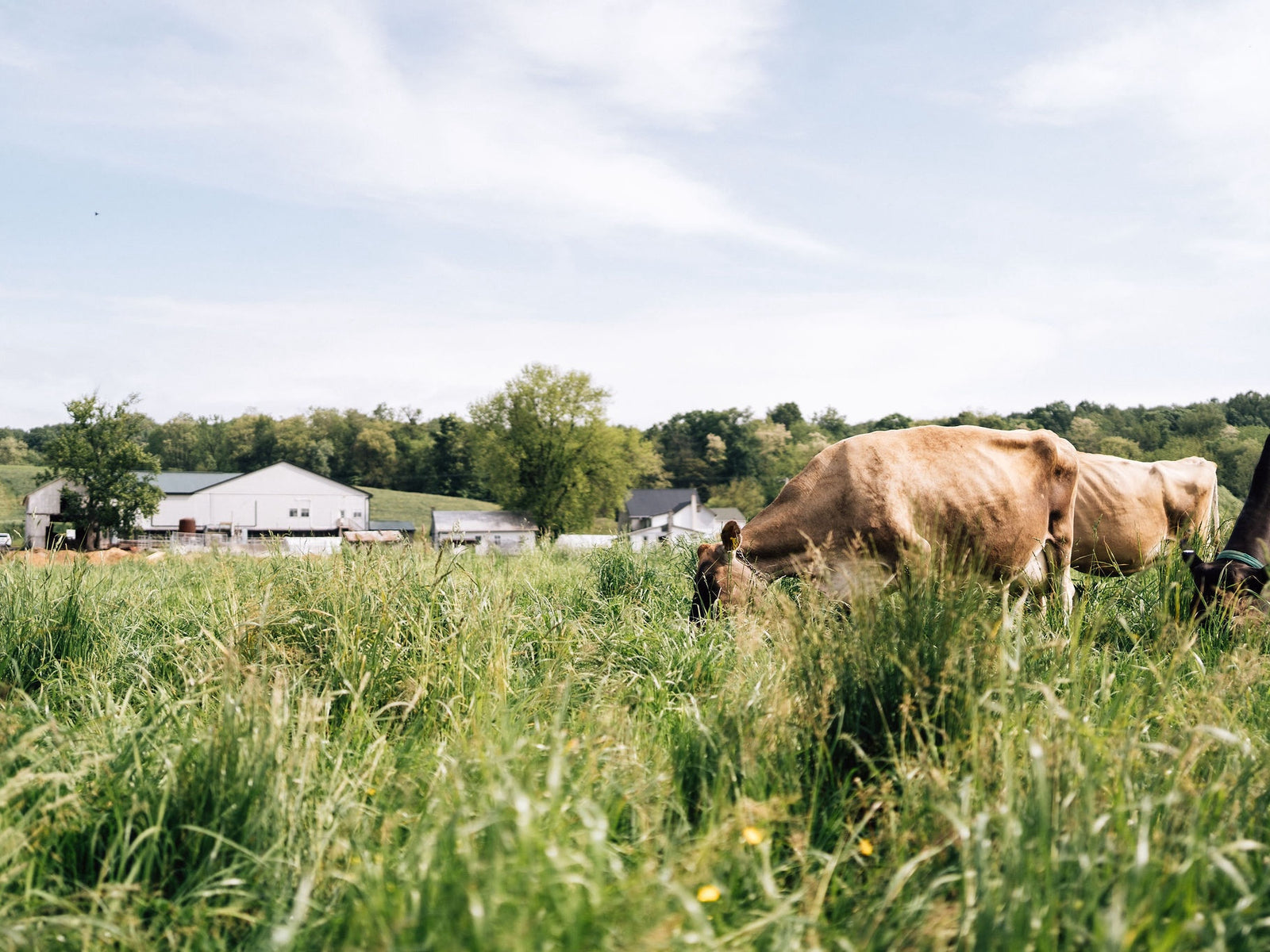 We're many small farms. We let farmers do what they love - farm.