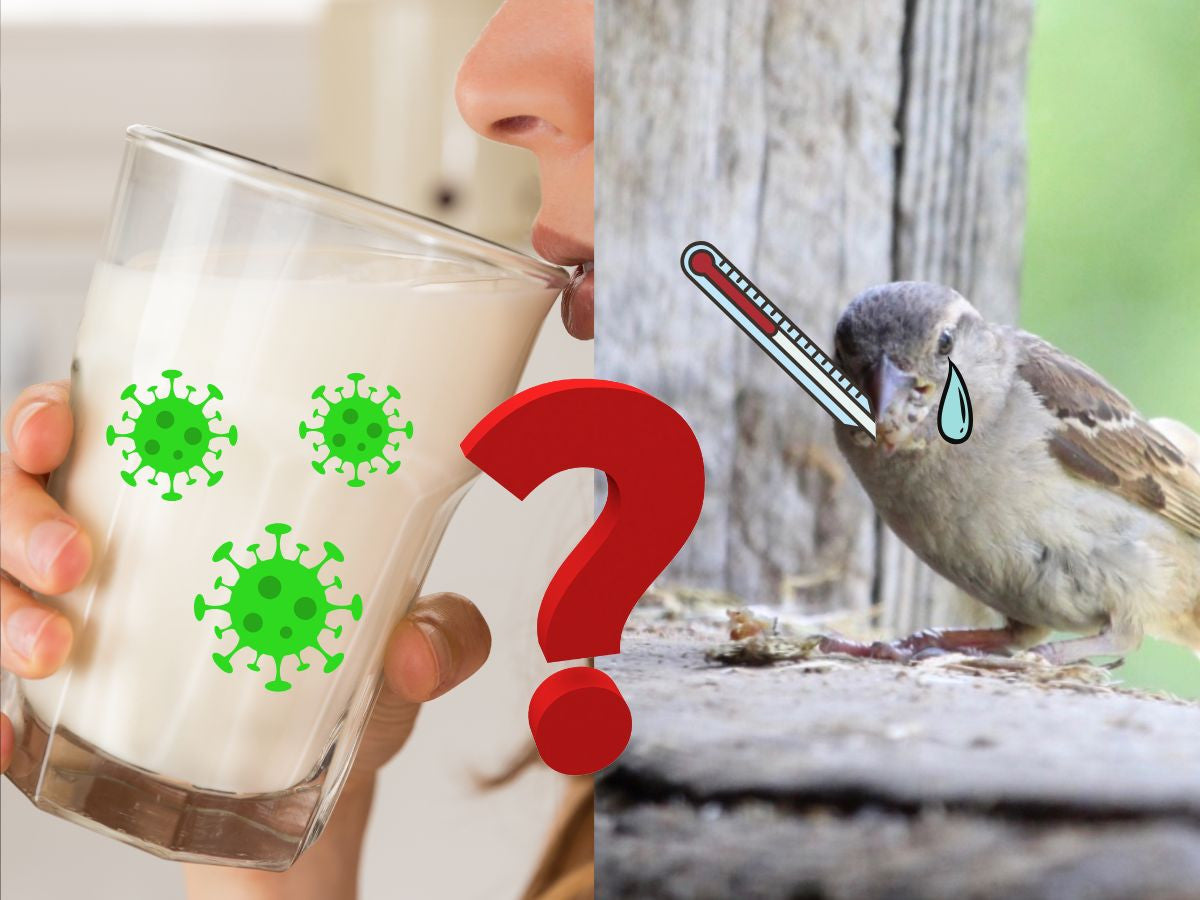 Bah Bird Flu. About raw milk safety and why we we're not worried.