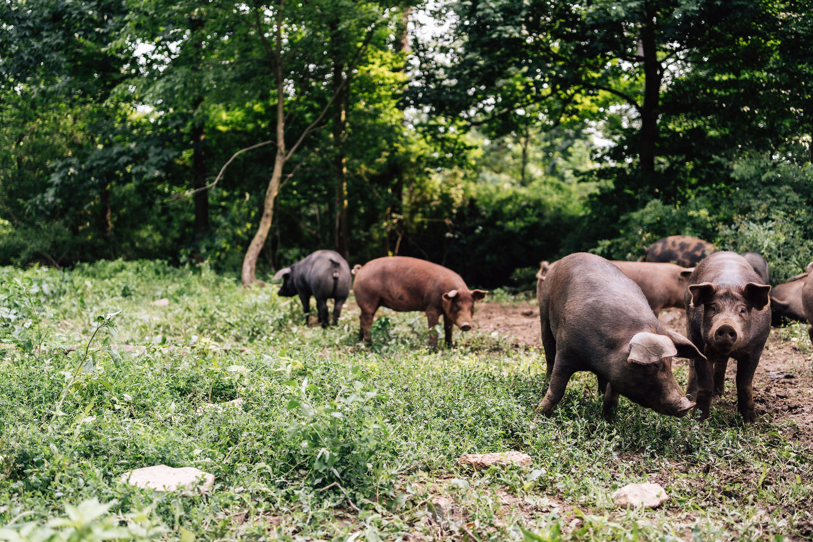 How did pork get a bad rep anyway? Why is Miller's pork exceptional?
