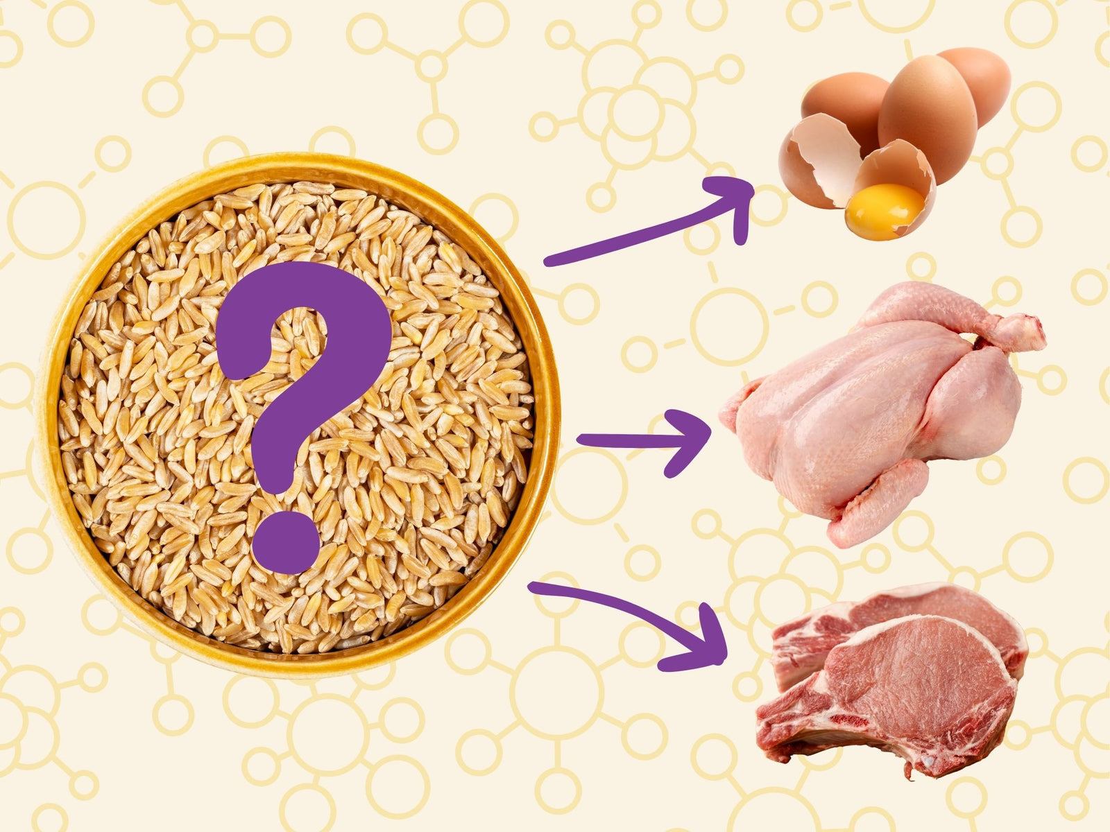 If animals eat wheat, does the gluten transfer to the eggs and meat?