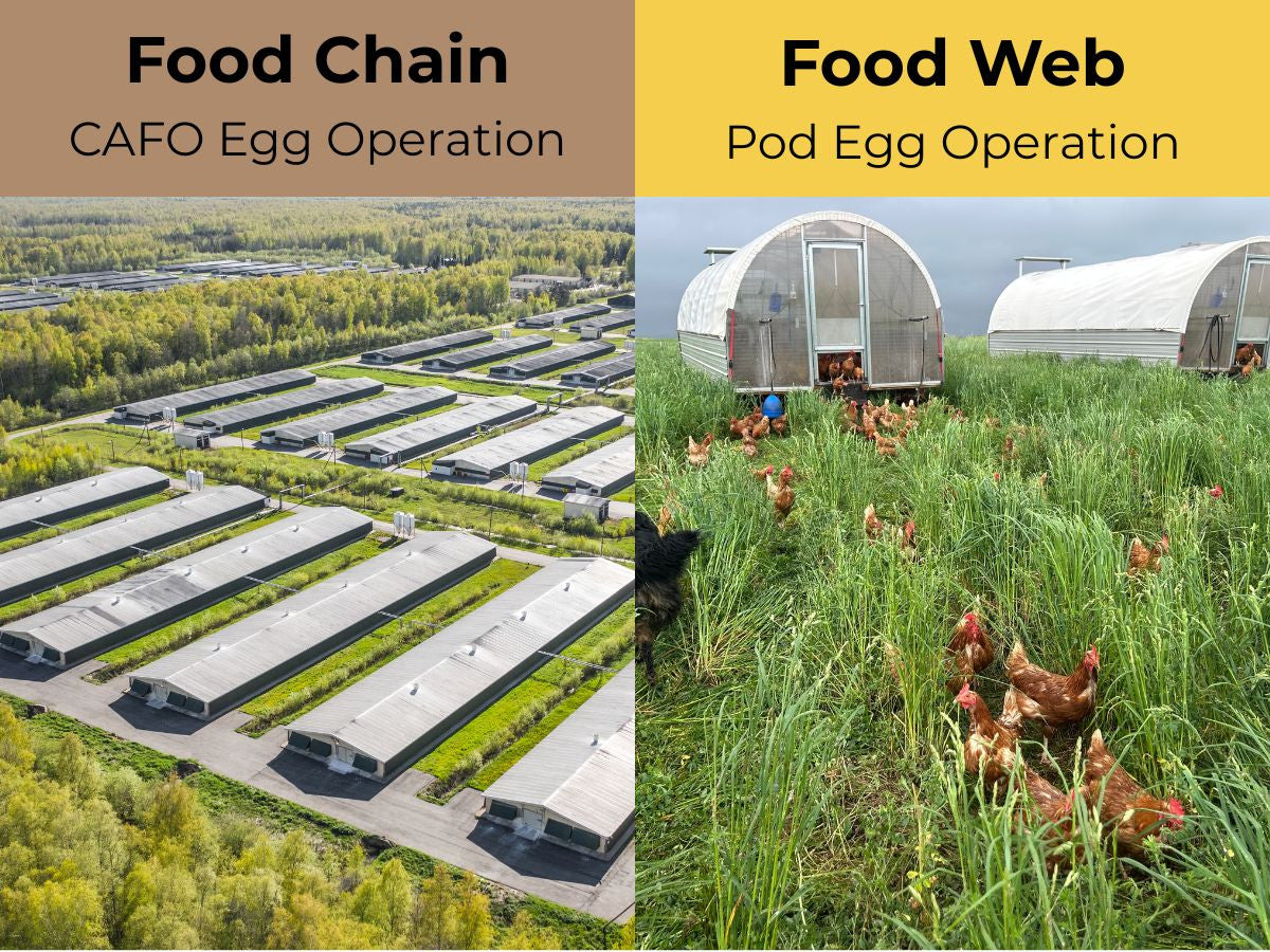 Food web vs food chain. I'll use the crazy egg recall as an example.