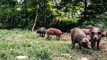 How did pork get a bad rep anyway? Why is Miller's pork exceptional?